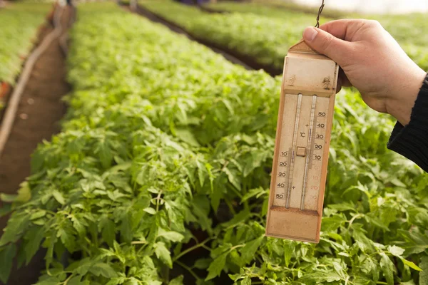 Greenhouse for vegetables - thermometer