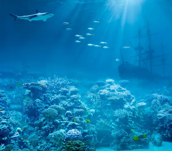 Sea or ocean underwater with shark and sunk treasures ship