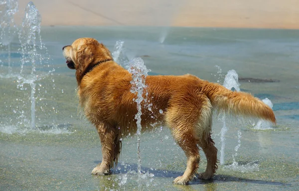 Golden retriever enjoying water in fountain during a hot summer
