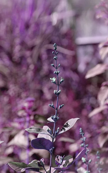 Purple floral background