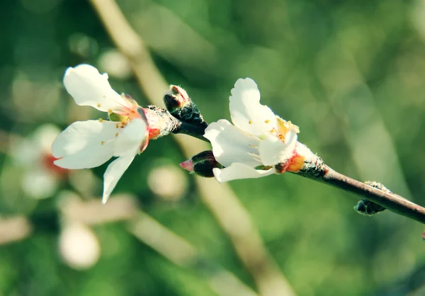Almond buds and flowers