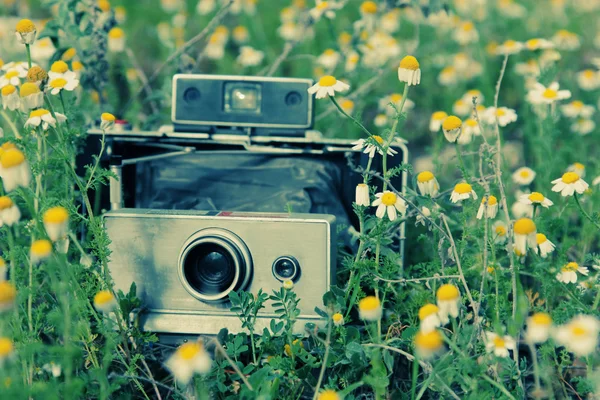 Old vintage camera in chamomile field