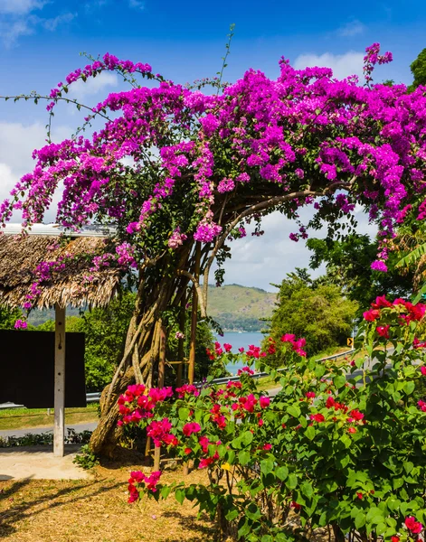 Arch of purple flowers in Thailand