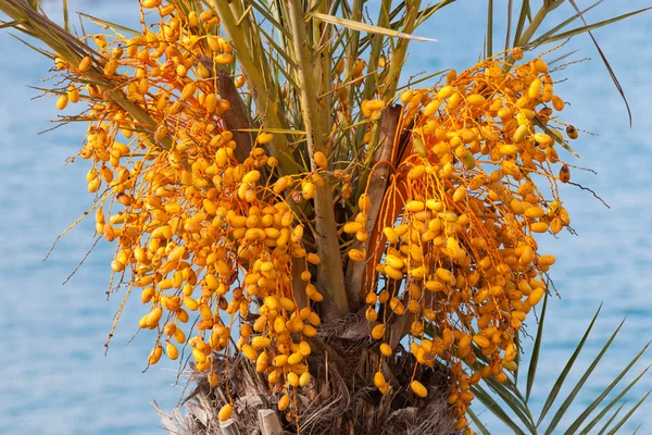 Date palm tree with unripe colorful fruit clusters