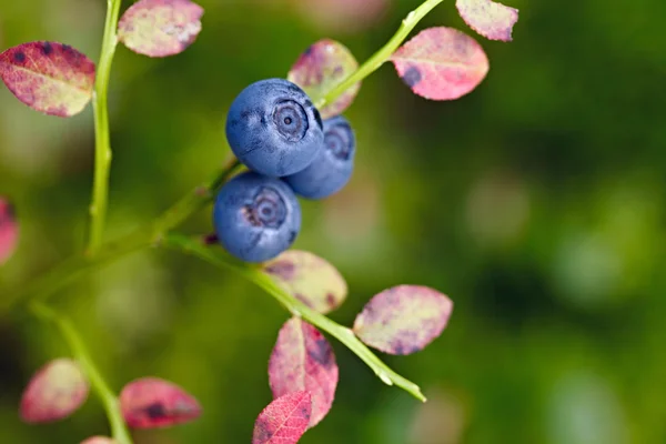 Ripe blueberries on the bush branches