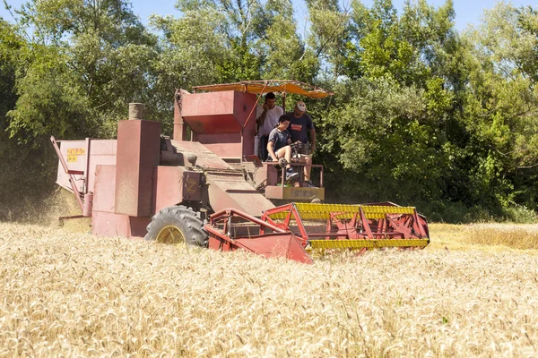 Combine Harvester in field