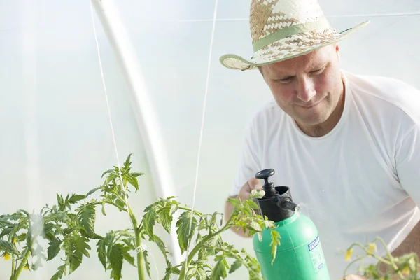 Man in greenhouse care about tomato plant