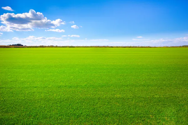 Grass Landscape