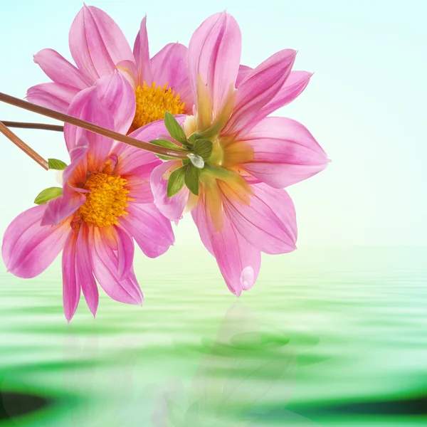 Exotic tropical flower on a water background