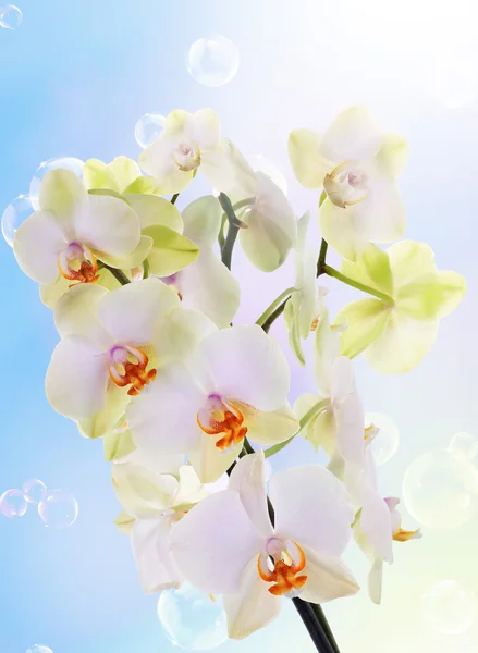 Exotic flower orchid.Beauty flower background.Spa