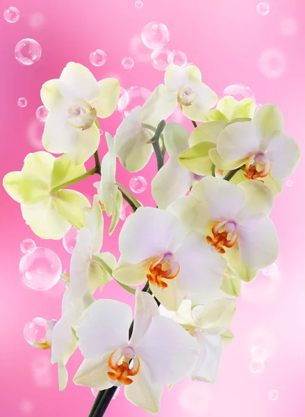 Exotic flower orchid.Beauty flower background.Spa