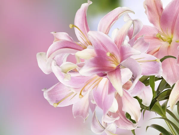 Japanese Light Pink Lily.Floral background