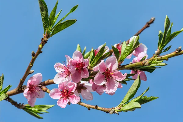 Branches with peach flowers bloom against the blue sky