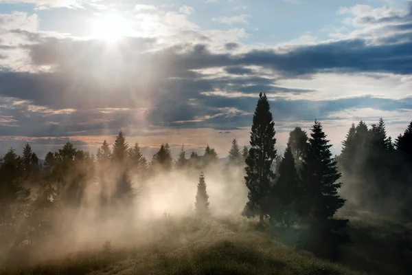 Beautiful view of forest with fog and sky with clouds and sun