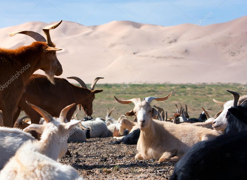 Ulaanbaatar öken