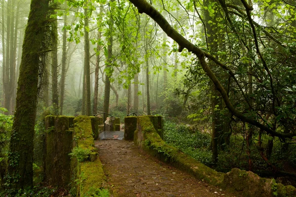 Park of the Pena palace, the fabulous alley in foggy weather, sintra, portugal