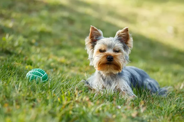 Cute small yorkshire terrier