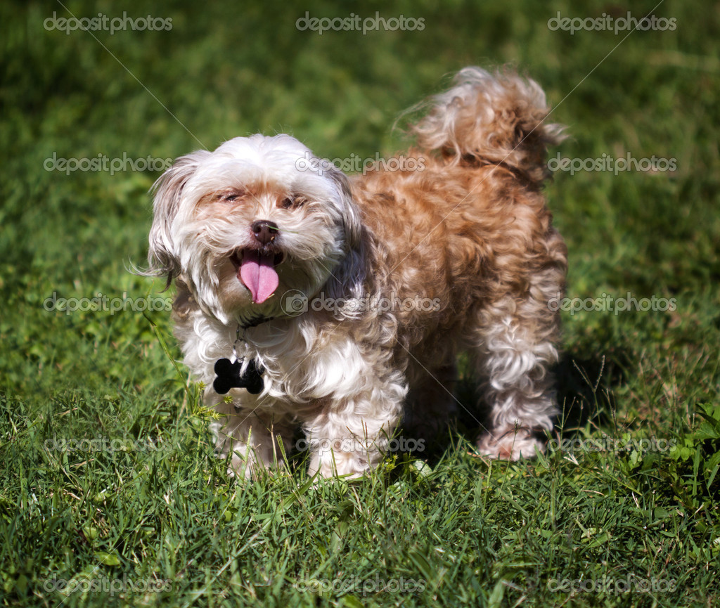 Shih-tzu, maltese, and poodle mix. — Fotografias de Stock ...