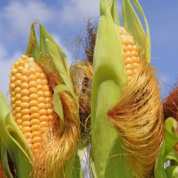 Young ears of corn against the sky.