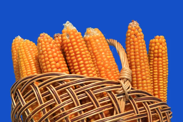 Corn ears in a basket