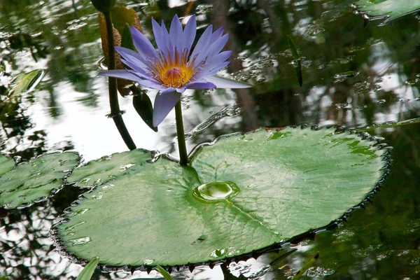 Water lily in bloom with pad