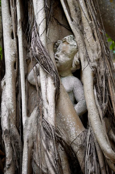 Statue of person trapped in banyon tree