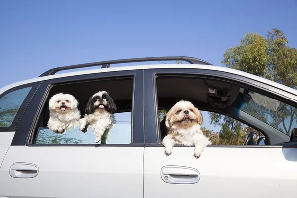 Dog\'s family enjoying in the car