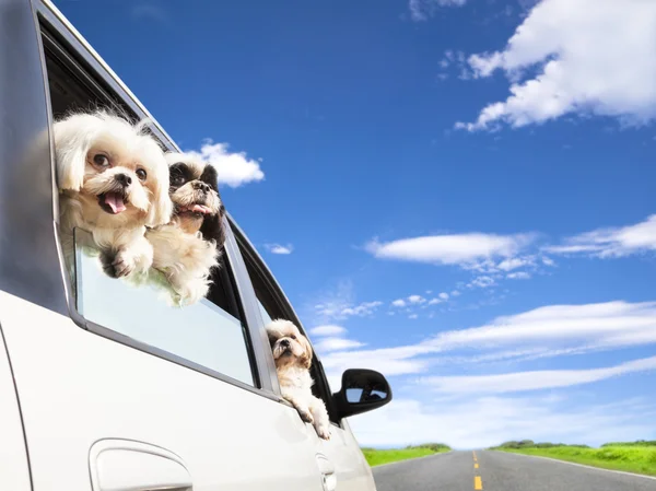 Dog\'s family traveling in the car