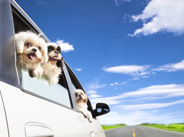 Dog's family traveling in the car