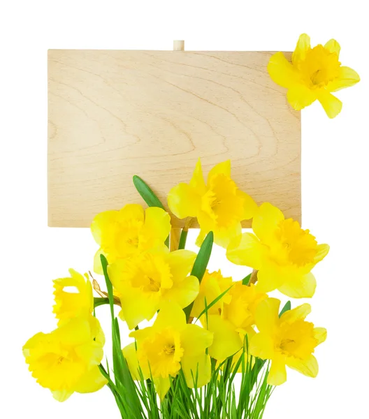 Narcissus ( Daffodil ) and Empty Sign for message - isolated
