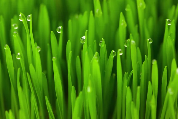 Fresh Green Wheat grass with Drops - macro background
