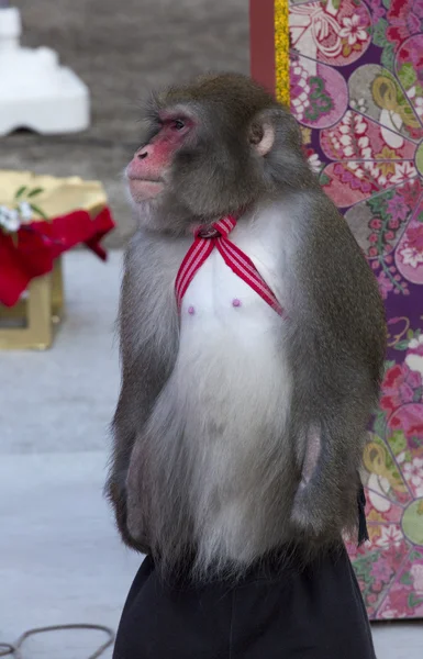 Japanese monkey street performers