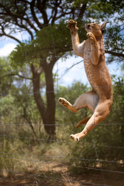 Jumping African wild cat in Namibia