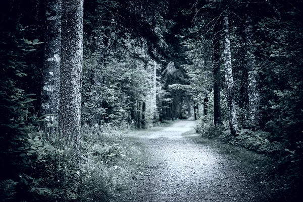 Path in dark night forest