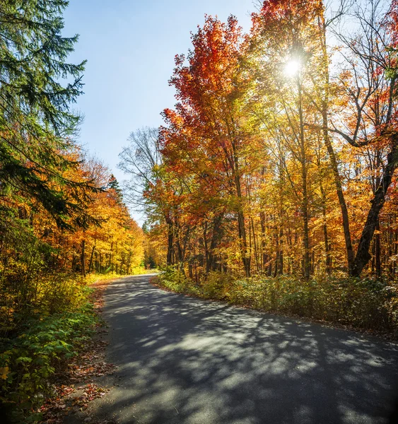 Fall forest road