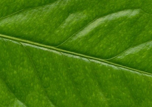Fresh leaf, detail