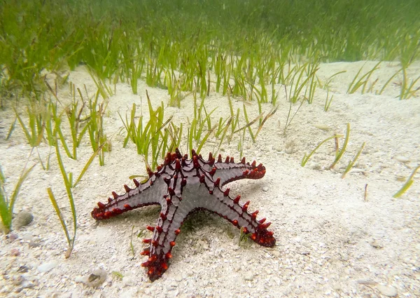 Starfish on the sand underwater