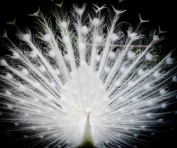 White peacock