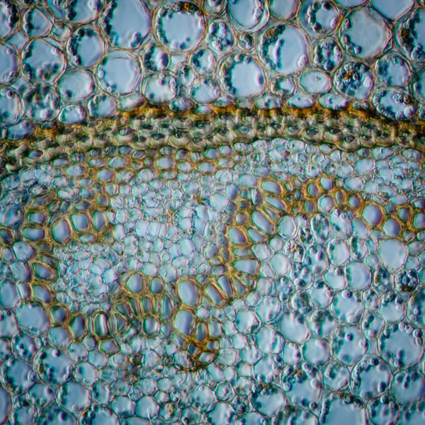 Science micrograph plant root tissue
