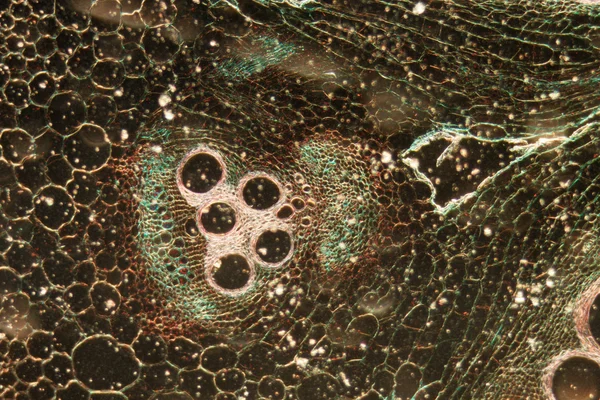 Resultado de imagen de células vegetales microscopio