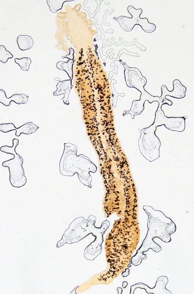 Parasite hook clip worm