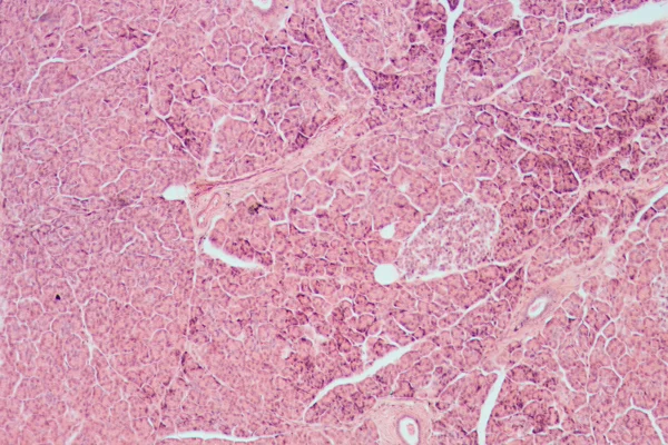 Microscopic section of liver tissue