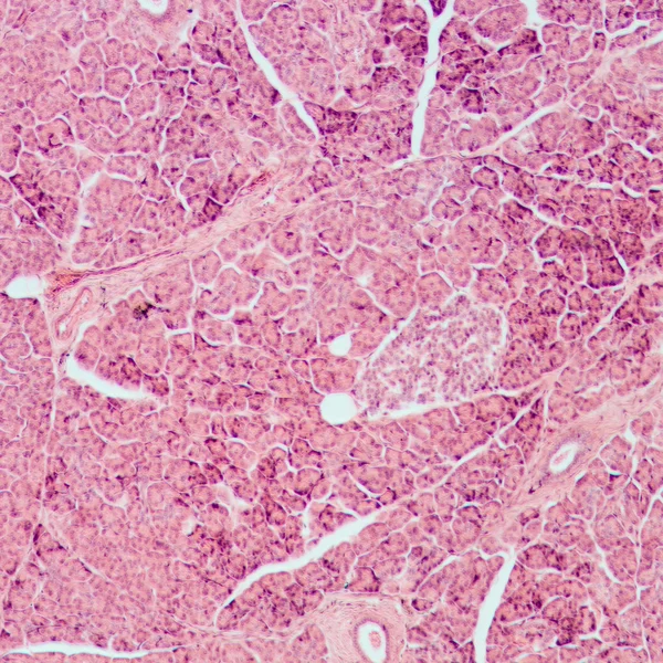 Microscopic section of liver tissue