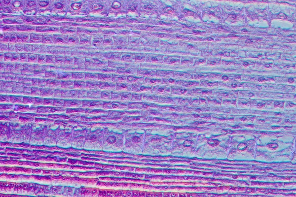 Micrograph plant root tip tissue cell
