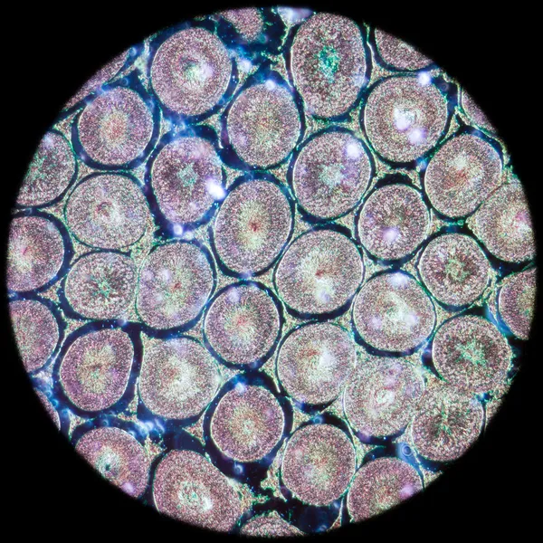 Microscopic section of Testis T.S tissue