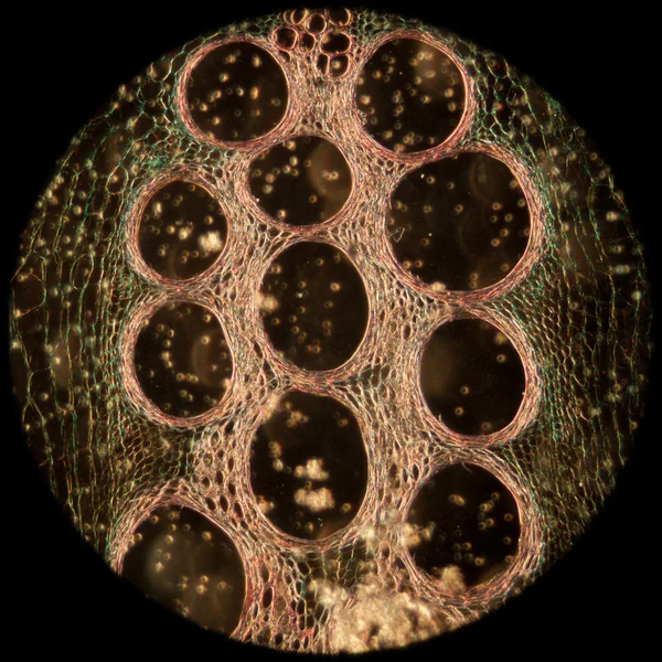 Microscopy micrograph plant tissue, stem of pumpkin
