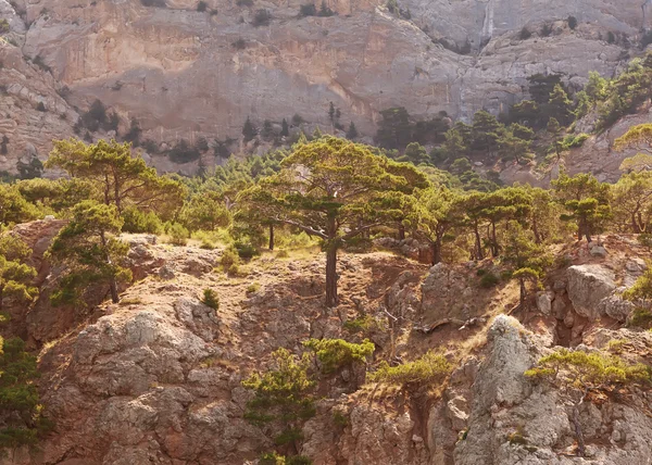 Landscape in the mountains, mighty pine trees and juniper can.