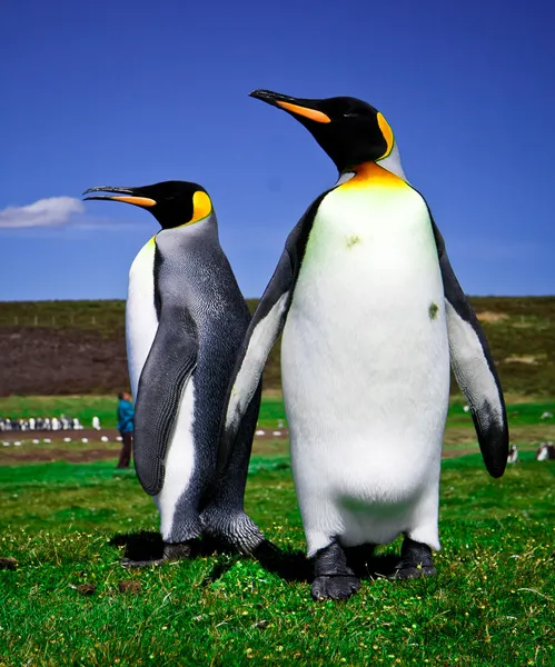 King Penguins at Volunteer Point on the Falkland Islands