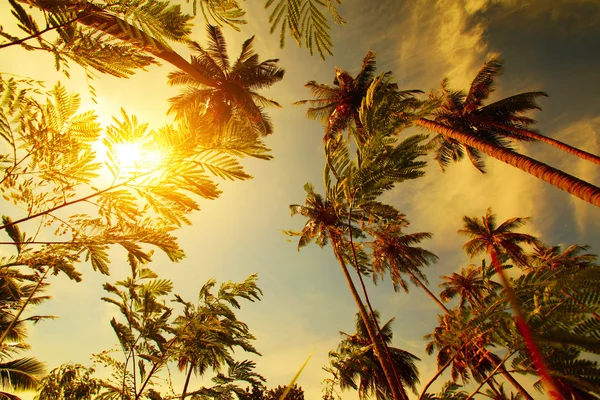 Palm trees