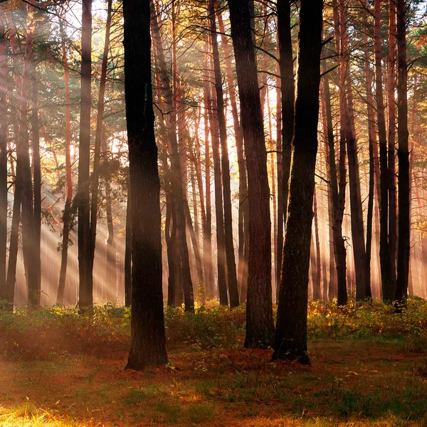 The sun's rays breaking through the trees in the forest in autum